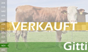 trchtige Fleckvieh Kalbin zu verkaufen, beweidet und ruhig